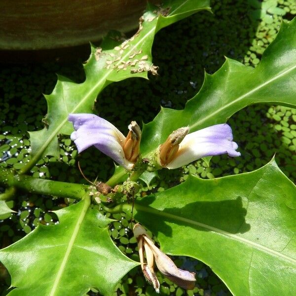 Acanthus ilicifolius Λουλούδι