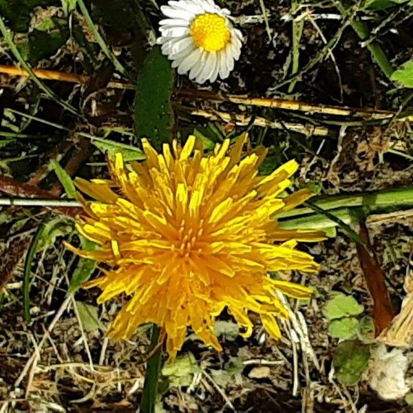 Taraxacum mattmarkense പുഷ്പം