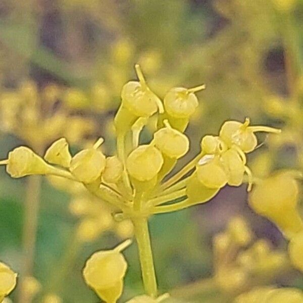 Opopanax chironium Blomma