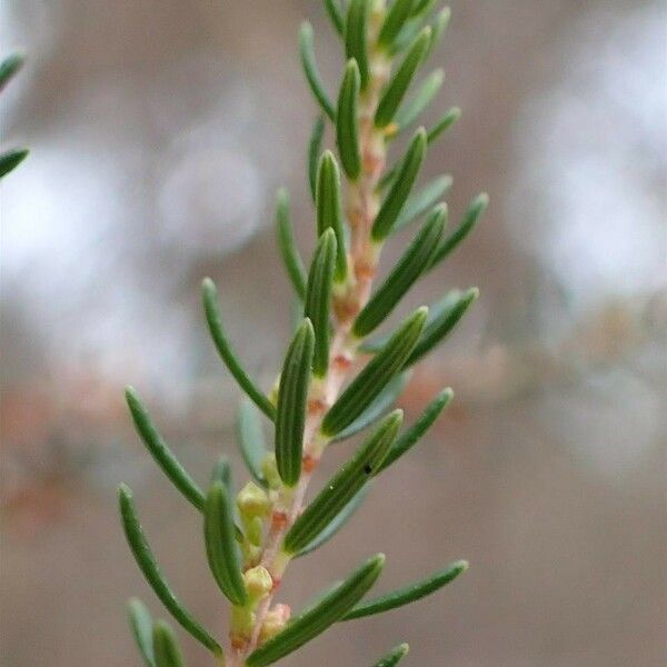 Erica scoparia Natur