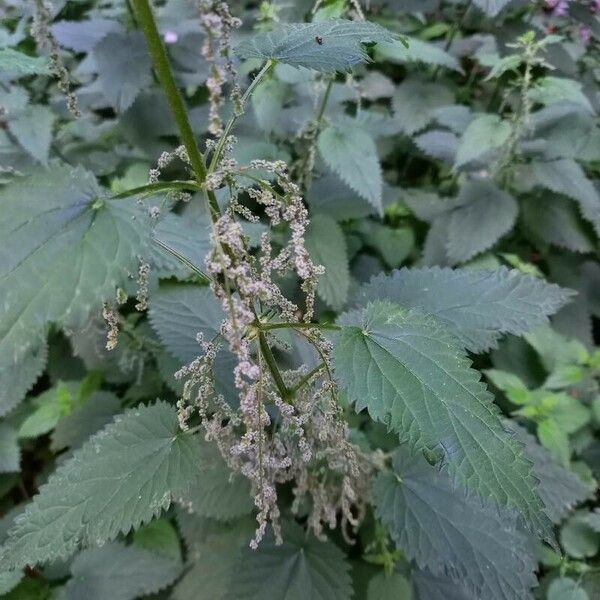 Urtica dioica Blomma