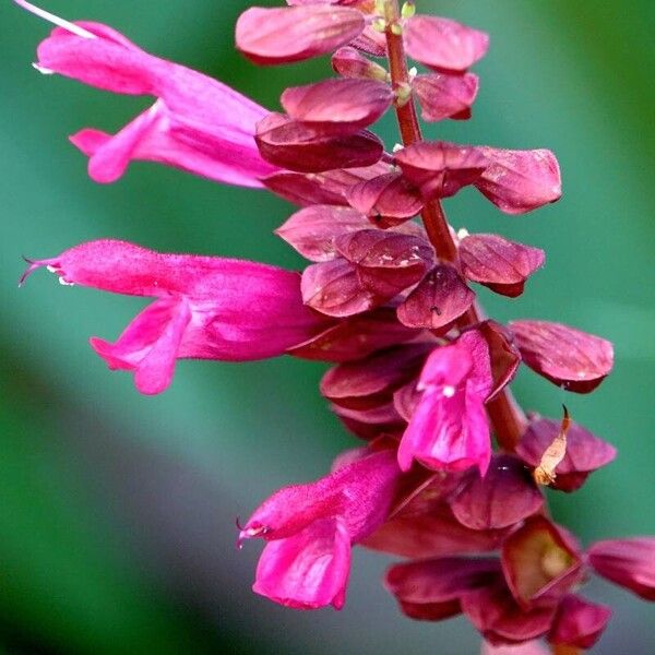 Salvia splendens ᱵᱟᱦᱟ