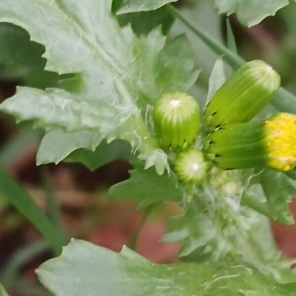 Senecio vulgaris Çiçek