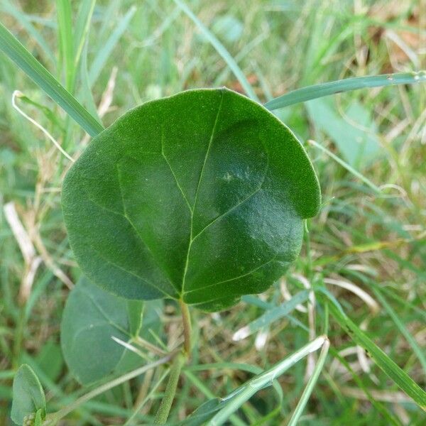 Boerhavia diffusa Ліст