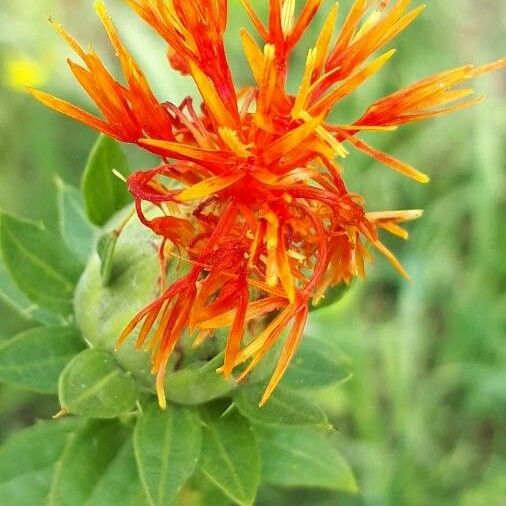 Carthamus tinctorius Flower