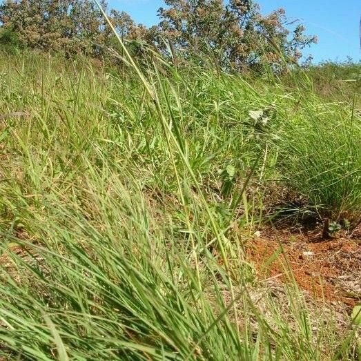 Eragrostis curvula Celota