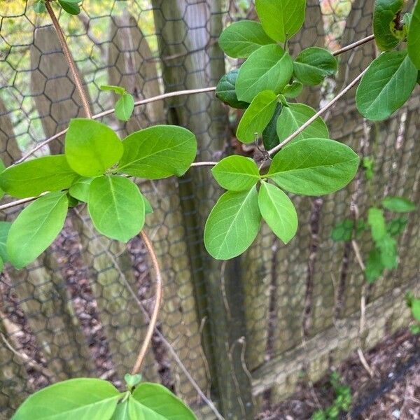 Lonicera caprifolium পাতা