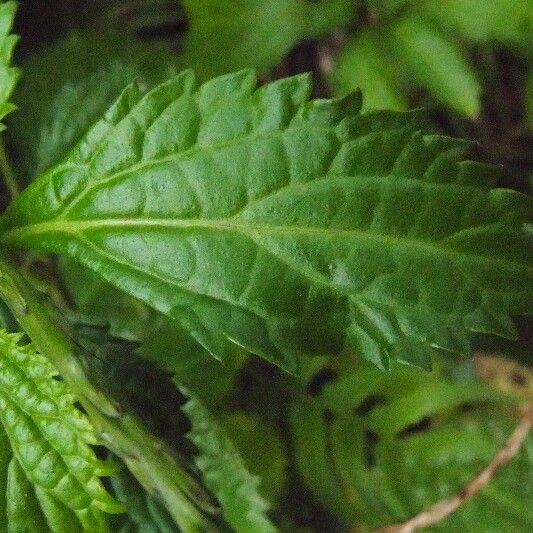 Stachytarpheta urticifolia Folha