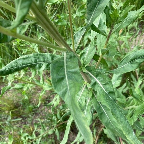 Oenothera villosa Leaf