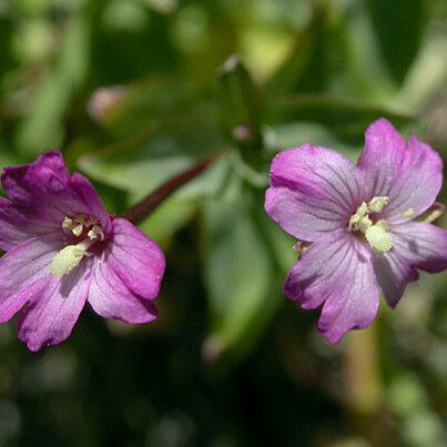 Epilobium glaberrimum Flower