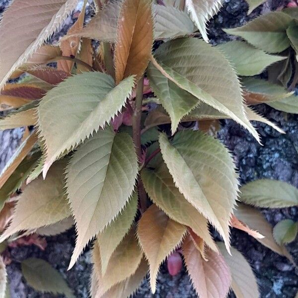 Prunus serrulata Leaf