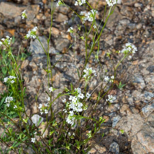 Kernera saxatilis عادت