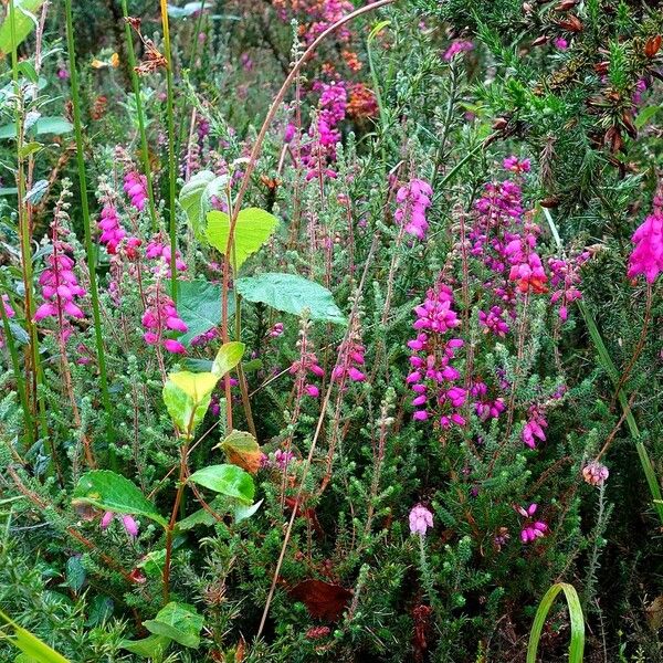 Erica ciliaris आदत