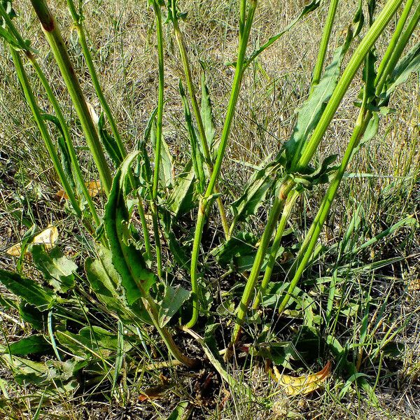 Rumex thyrsiflorus Folla