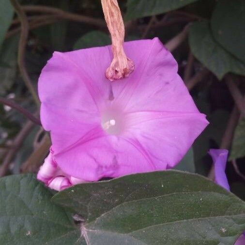 Ipomoea indica Flower