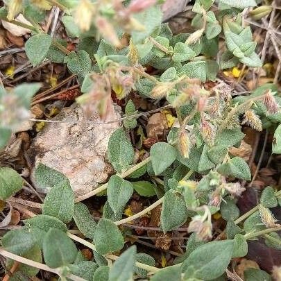 Helianthemum marifolium পাতা