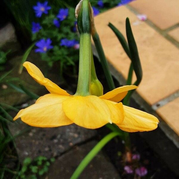 Narcissus jonquilla Flors