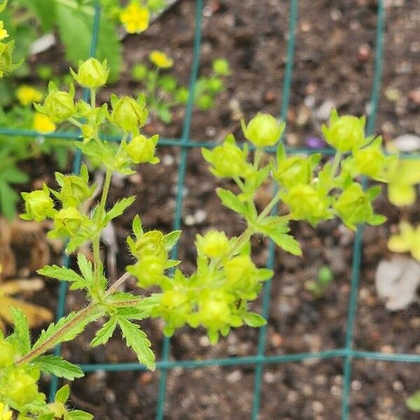 Potentilla norvegica Flower