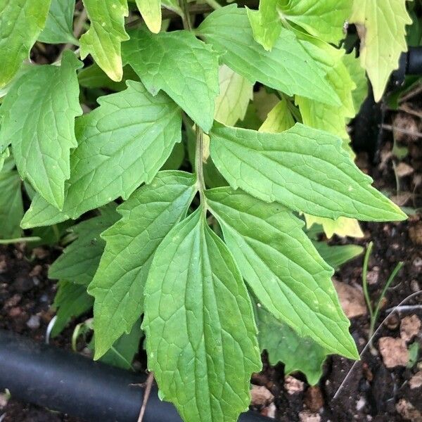 Levisticum officinale Folio