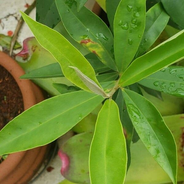 Ardisia elliptica List