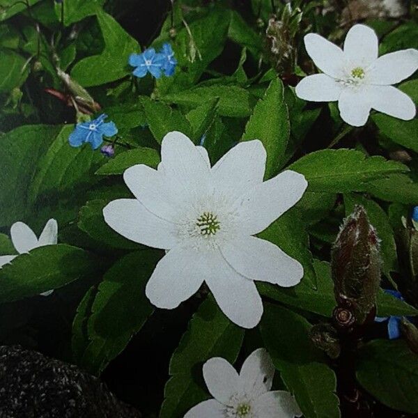 Anemonoides trifolia Fleur