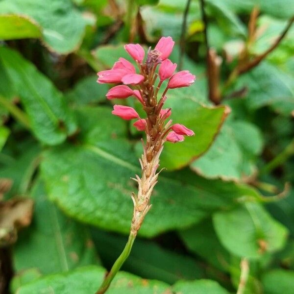 Persicaria orientalis Sonstige