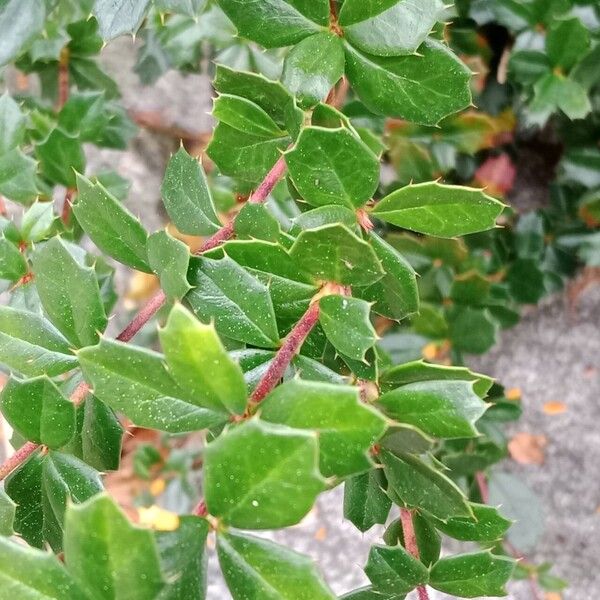 Berberis darwinii برگ