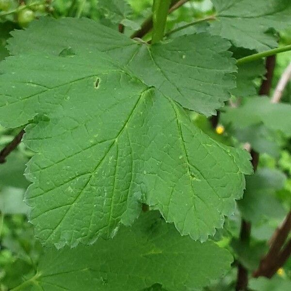 Ribes aureum Folha