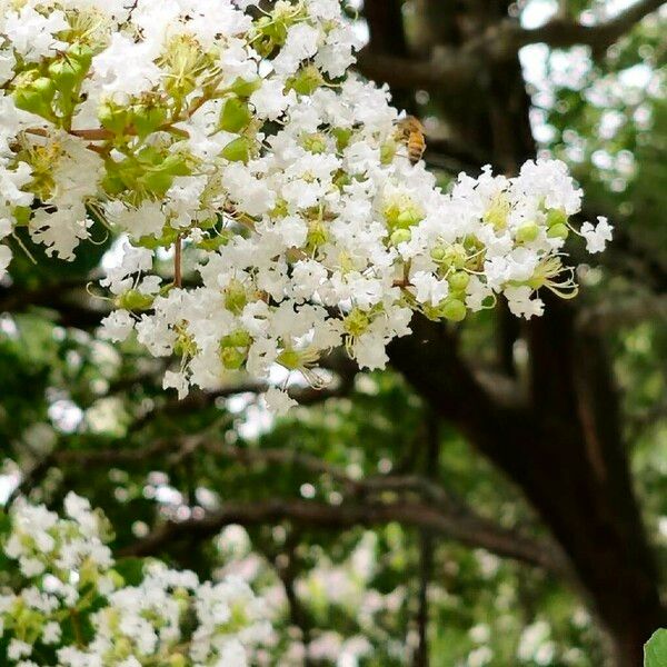 Lagerstroemia speciosa Çiçek