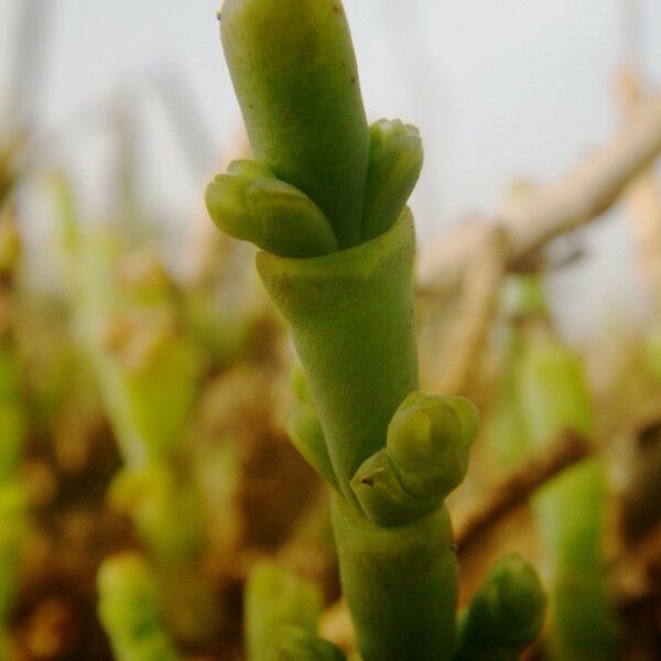 Allenrolfea occidentalis Fruto