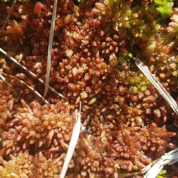 Crassula alata Flor