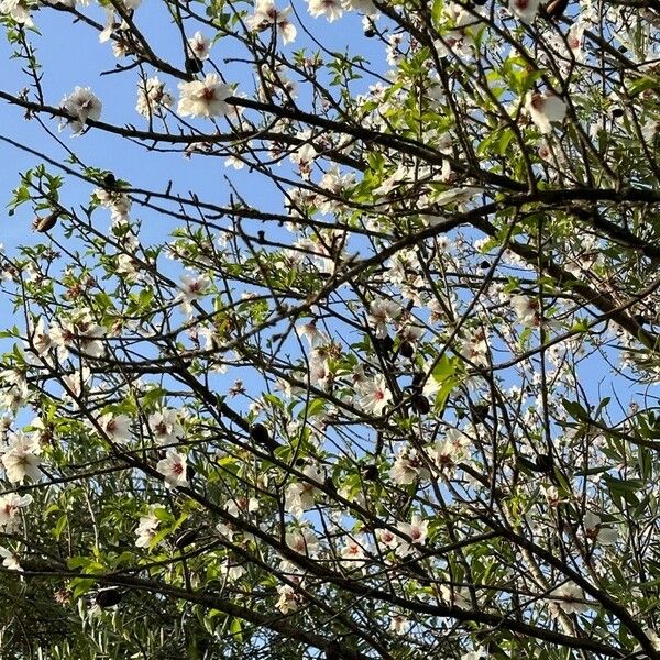 Prunus dulcis Hábito