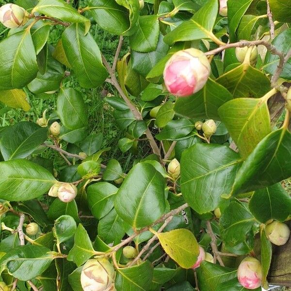 Camellia sasanqua Flower