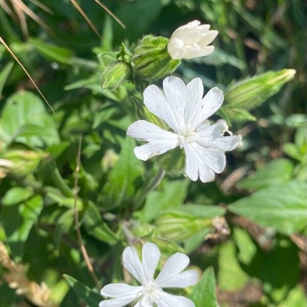 Silene latifolia 花