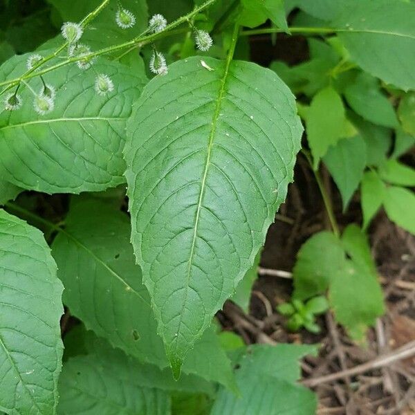 Circaea canadensis Feuille