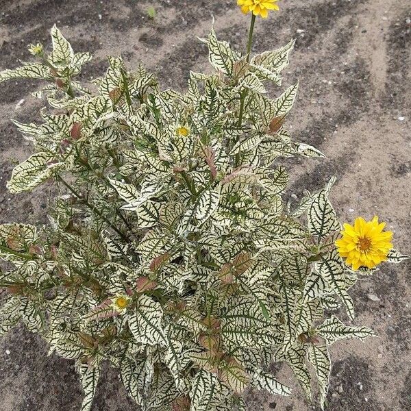 Heliopsis helianthoides आदत