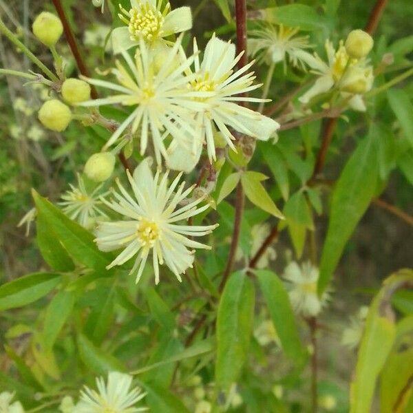 Clematis campestris Floro