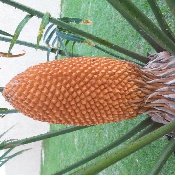 Cycas revoluta Bloem