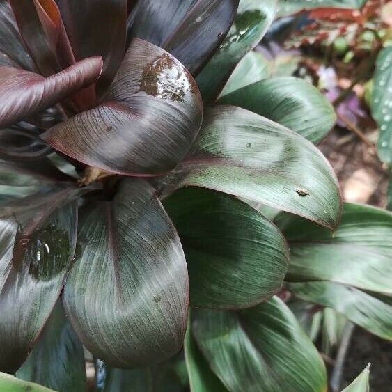 Cordyline fruticosa 葉