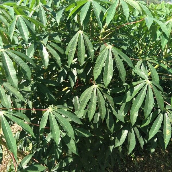 Manihot esculenta Leaf