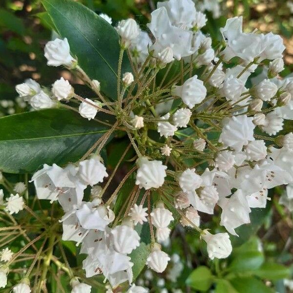 Kalmia latifolia Flower