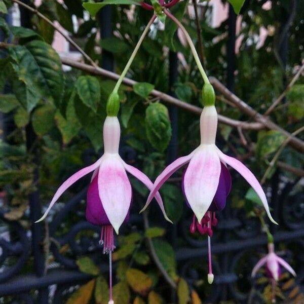 Fuchsia magellanica Blomma