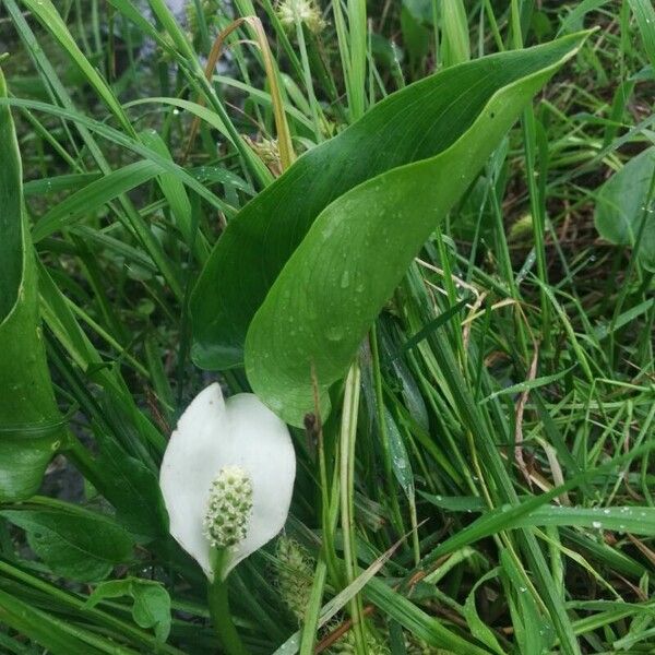 Calla palustris Floro