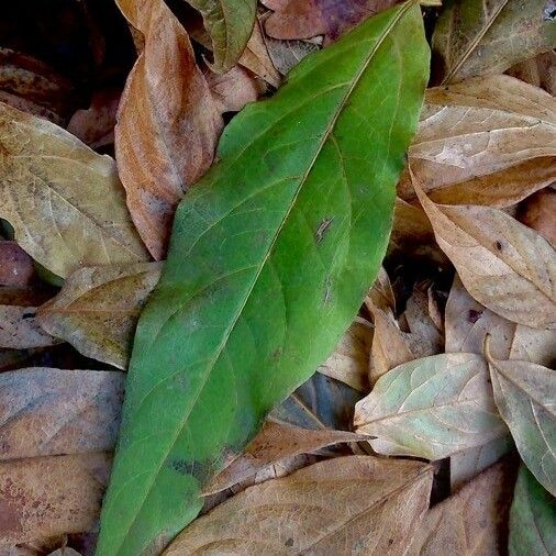 Chimonanthus praecox Leaf