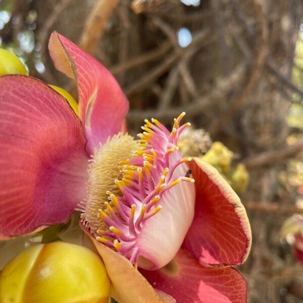 Couroupita guianensis Blomma