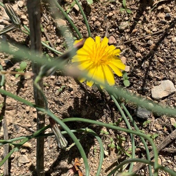 Launaea nudicaulis Blüte