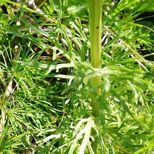 Jacobaea abrotanifolia 叶