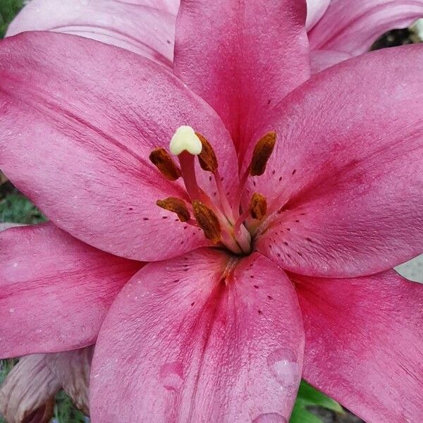 Lilium bulbiferum Flower