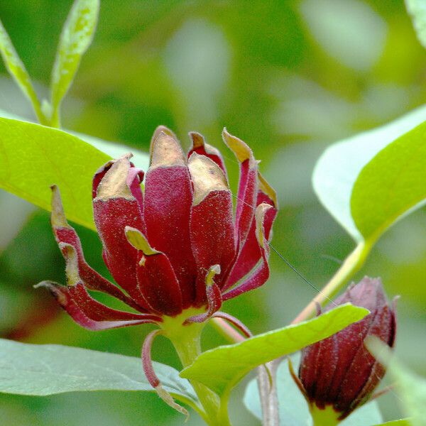 Calycanthus floridus Flower