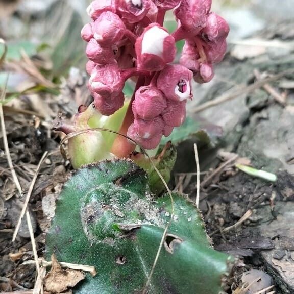 Bergenia ciliata പുഷ്പം